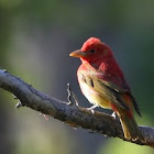 Summer Tanager