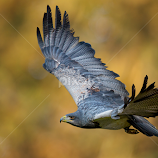 Majestically by Michael Milfeit -  