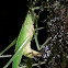 Katydid laying eggs