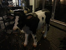 Cow in the Street