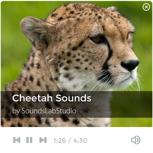 Cheetah Sounds