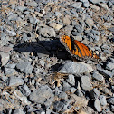 Monarch (Wanderer) Butterfly