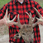 Whitetail Deer Skull