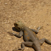 Common Agama / Margouillat