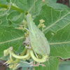 Green Milkweed Seedpod