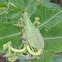 Green Milkweed Seedpod