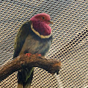pink-headed fruit dove