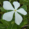 Madagascar Periwinkle