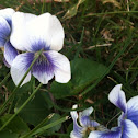 Common violet, the white cultivar