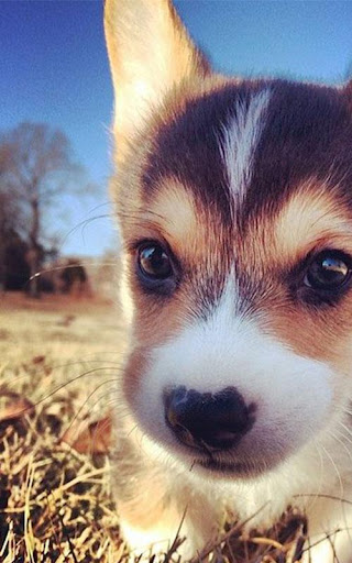 Corgi Dog Wallpapers