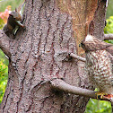 Red-shouldered Hawk and Western Gray Squirrel