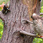 Red-shouldered Hawk and Western Gray Squirrel