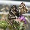 Great Banded Grayling & Medioluto ibérica