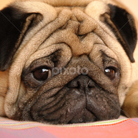 Thinking by Milind Lele - Animals - Dogs Portraits