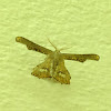 Wisp Wing Moth
