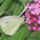 Small Cabbage White butterfly