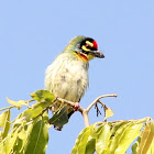 Crimson-breasted Barbet or Coppersmith