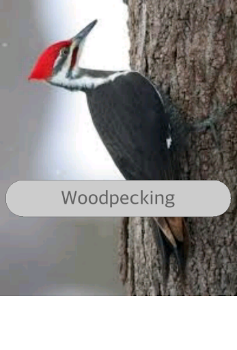 Woodpecker Sounds