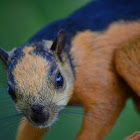 Variegated Squirrel