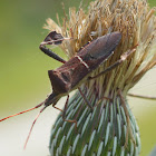 Leaf-footed Bug