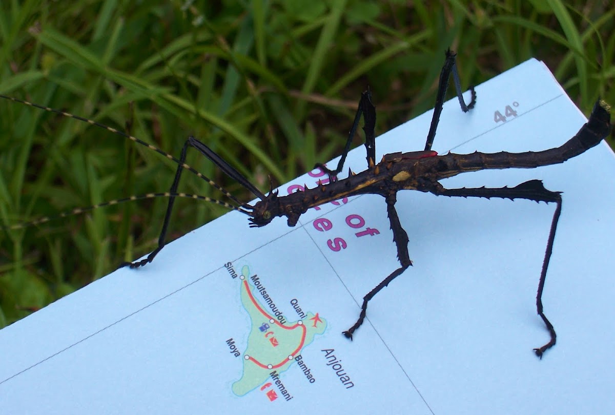 Armoured Stick Insect