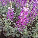 Lupine