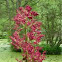 Rheum palmatum 'Atrosanguinum'