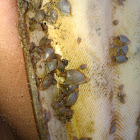 Cuttlefish spine