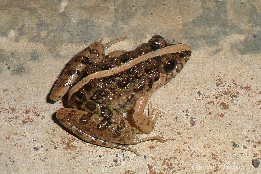 Common paddy field frog