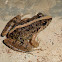 Common paddy field frog