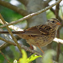 White-crowned Sparrow (Juvenile)