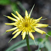 Goat's Beard