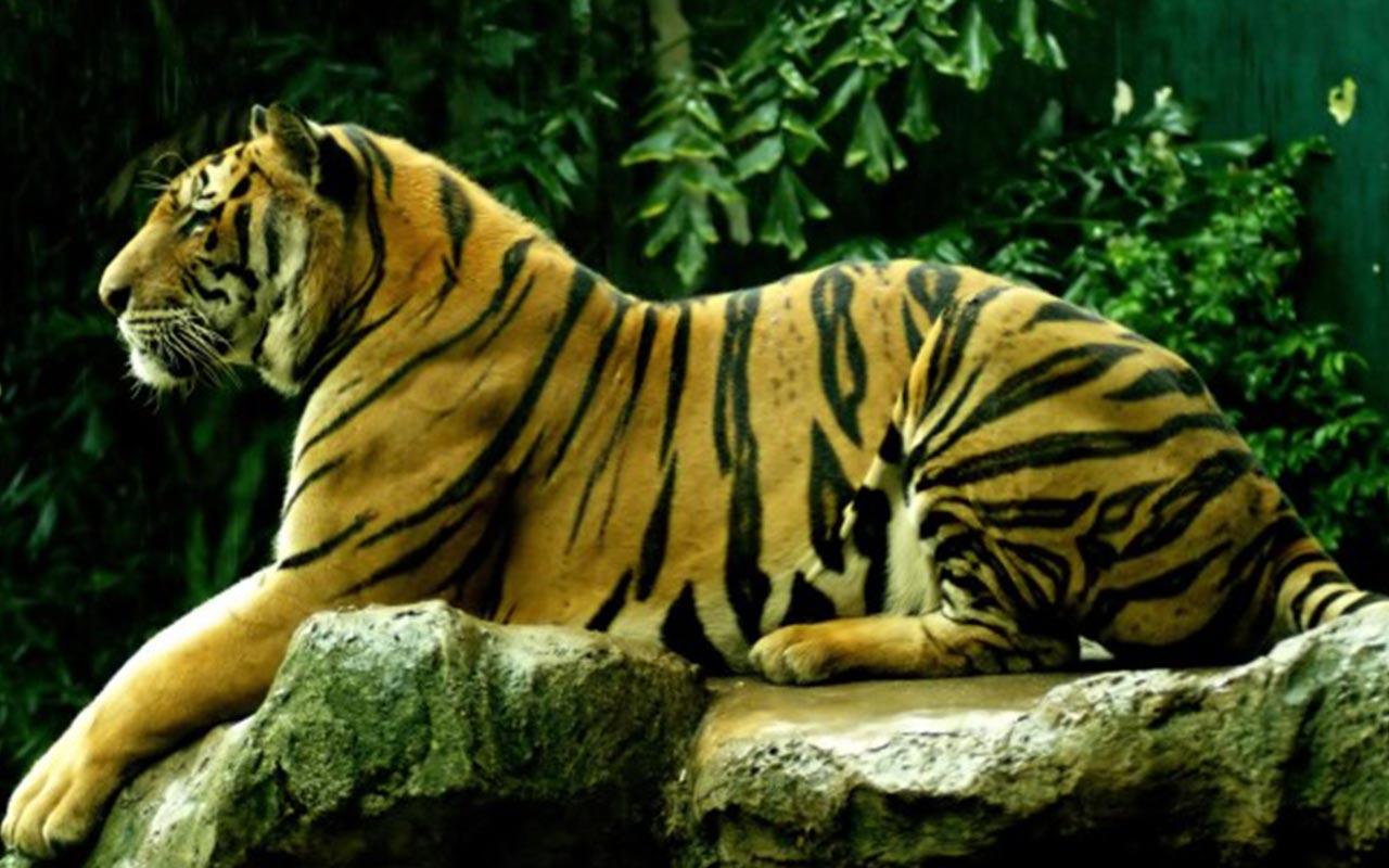 Animasi 3d  Harimau  Terlengkap Dan Terupdate Top Animasi