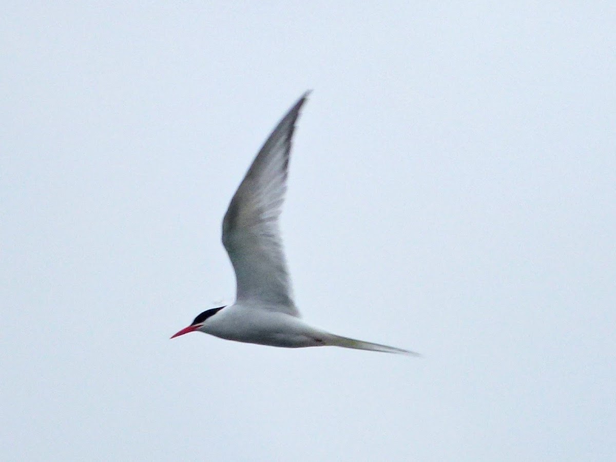 south american tern
