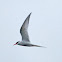 south american tern