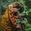 Estuarine stonefish