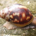 Snail