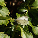 Cabbage White