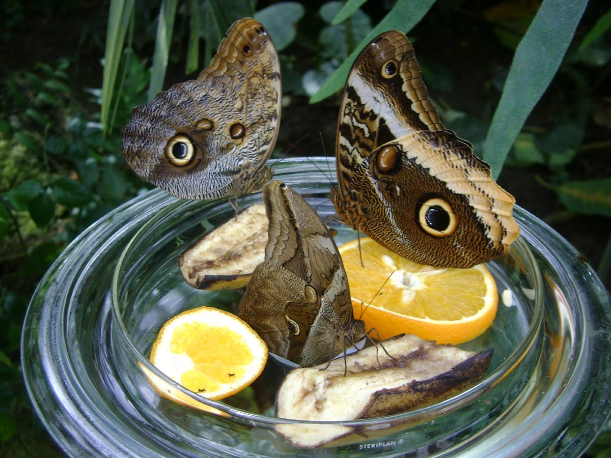 Schmetterlings