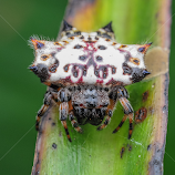 Spiny-back orb-weaver (Gasteracantha sp) by Yusri_by. Photo -  