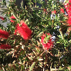 Bottlebrush