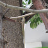 Oriental garden lizard  Calotes versicolor