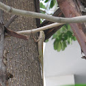Oriental garden lizard  Calotes versicolor
