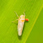 Sharpshooter Leafhopper with Mite