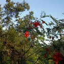 Mumosia tree