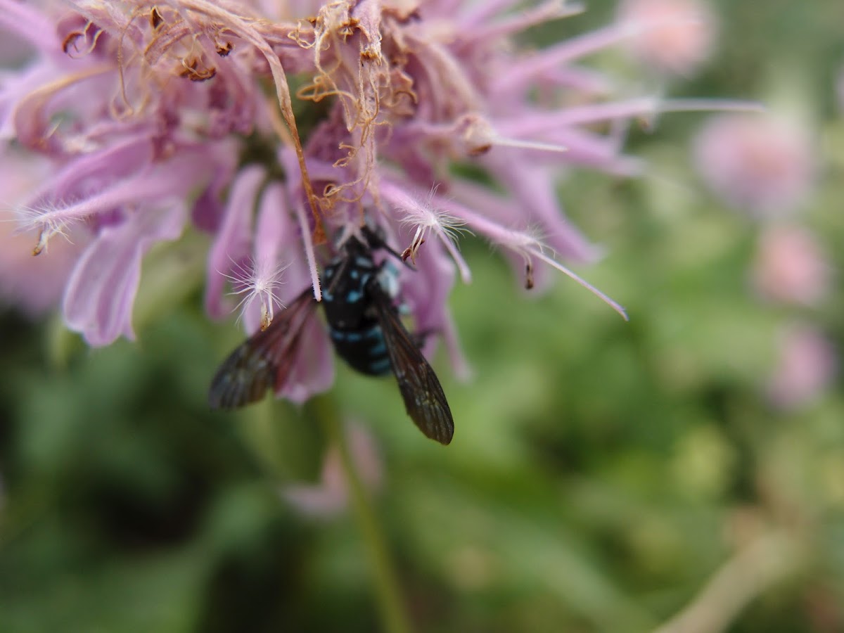 neon cuckoo bee