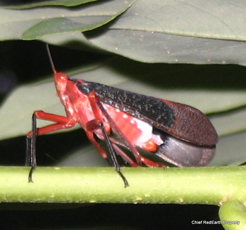 Red & Black fulgorid hopper