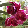 Red Vanda Orchid