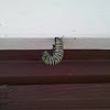 Caterpillar (soon Monarch Butterfly)