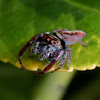 Biting Jumping Spider